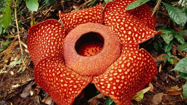 عجیب ترین گل های جهان