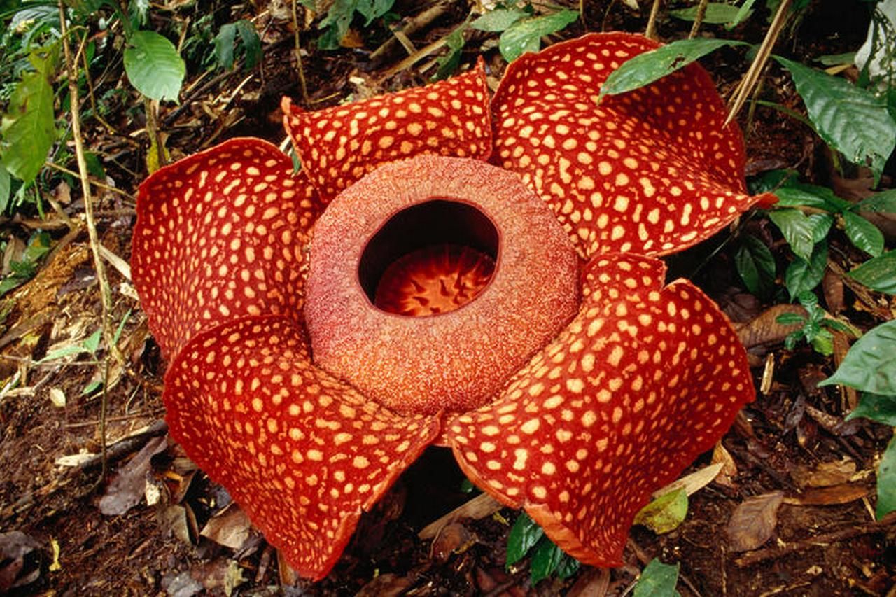 عجیب ترین گل های جهان