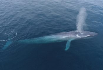 تنهاترین نهنگ دنیا