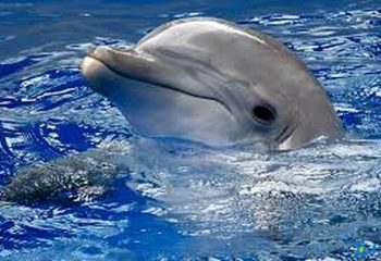 عکس یک دلفین
