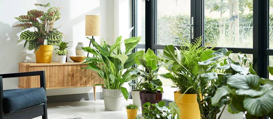 از گیاهان آپارتمانی برای تصفیه طبیعی هوا در محیط داخلی استفاده کنید