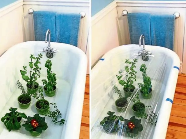 آبیاری گیاهان در وان حمام