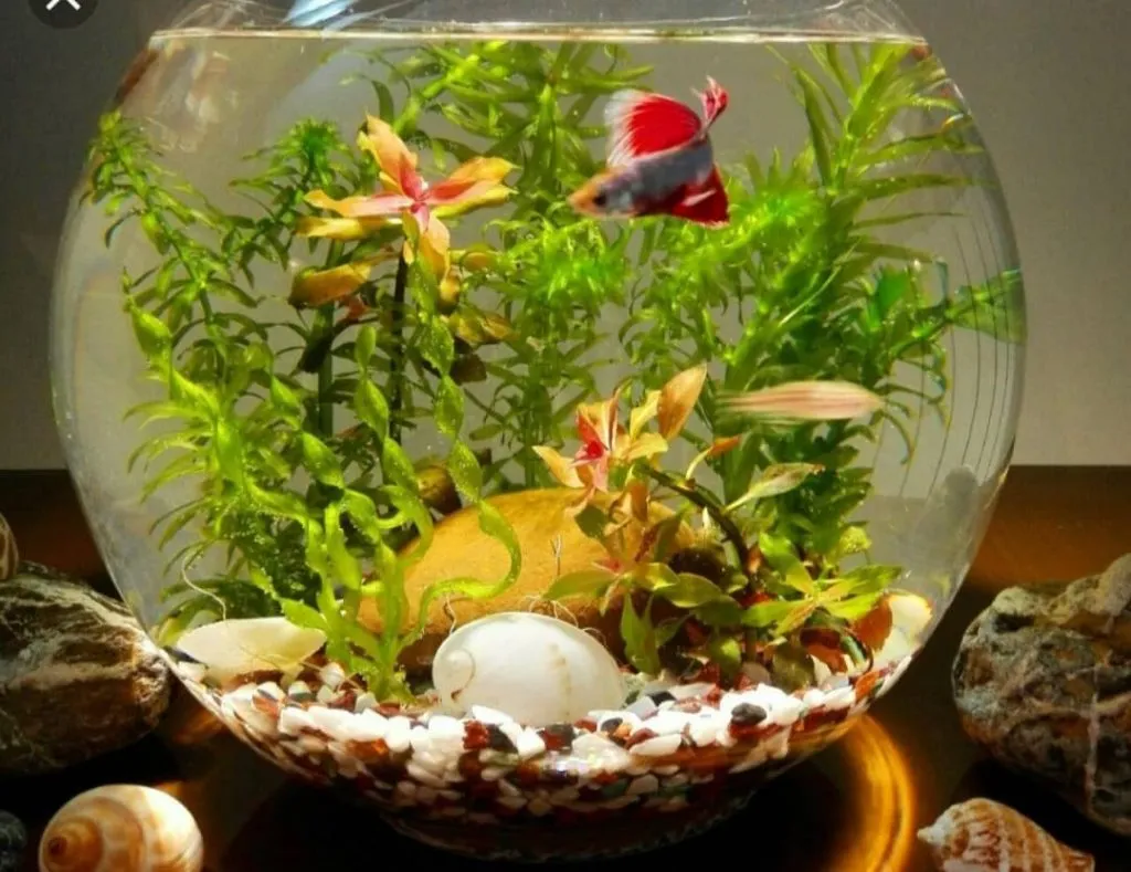 راهنمای کامل نگهداری ماهی فایتر در تنگ