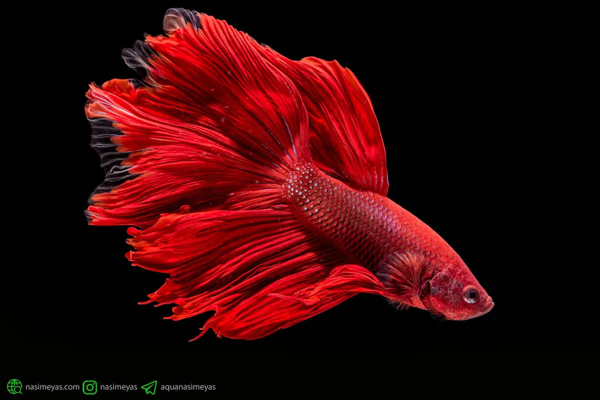 راهنمای کامل نگهداری ماهی فایتر در تنگ