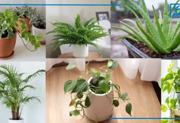 بهترین گیاهان برای تصفیه هوای خانه در آلودگی هوا