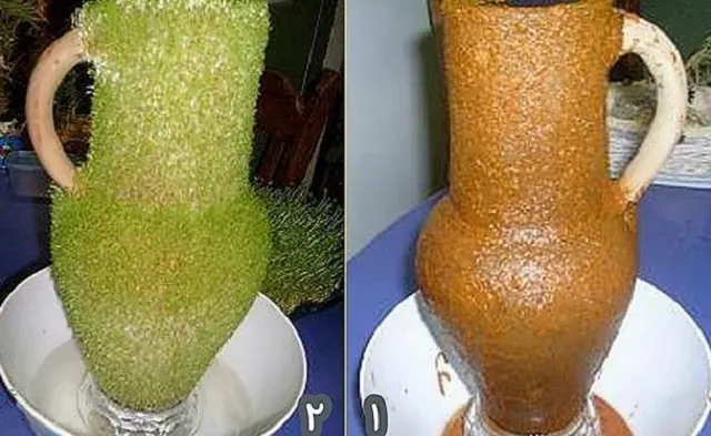 کاشت سبزه روی کوزه