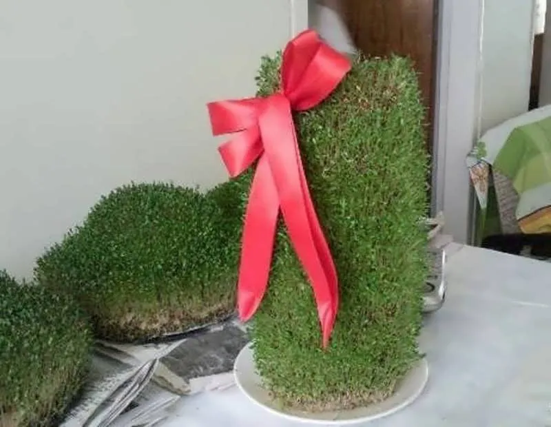 کاشت سبزه روی کوزه