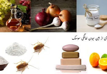 از بین بردن خانگی سوسک با 17 روش طبیعی و گیاهی