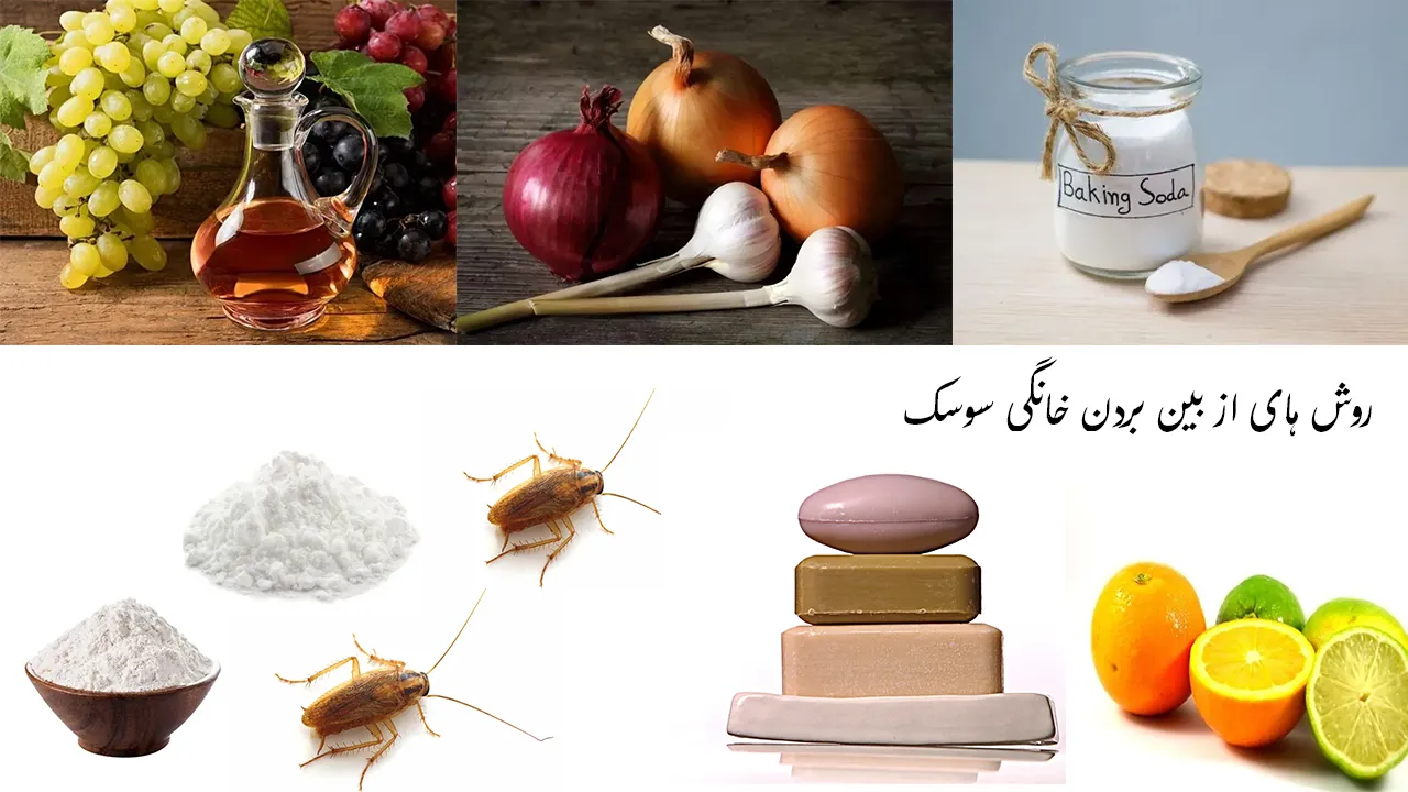از بین بردن خانگی سوسک با 17 روش طبیعی و گیاهی