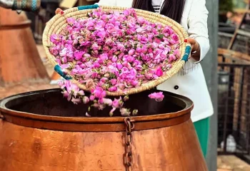 همه چیز درباره گلاب گیری کاشان + نحوه و زمان گلاب گیری