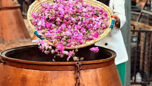 همه چیز درباره گلاب گیری کاشان + نحوه و زمان گلاب گیری