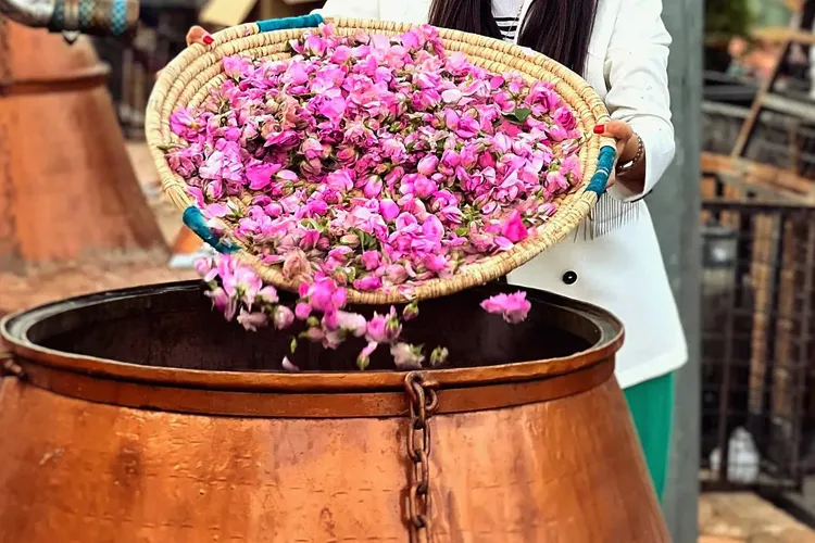 همه چیز درباره گلاب گیری کاشان + نحوه و زمان گلاب گیری